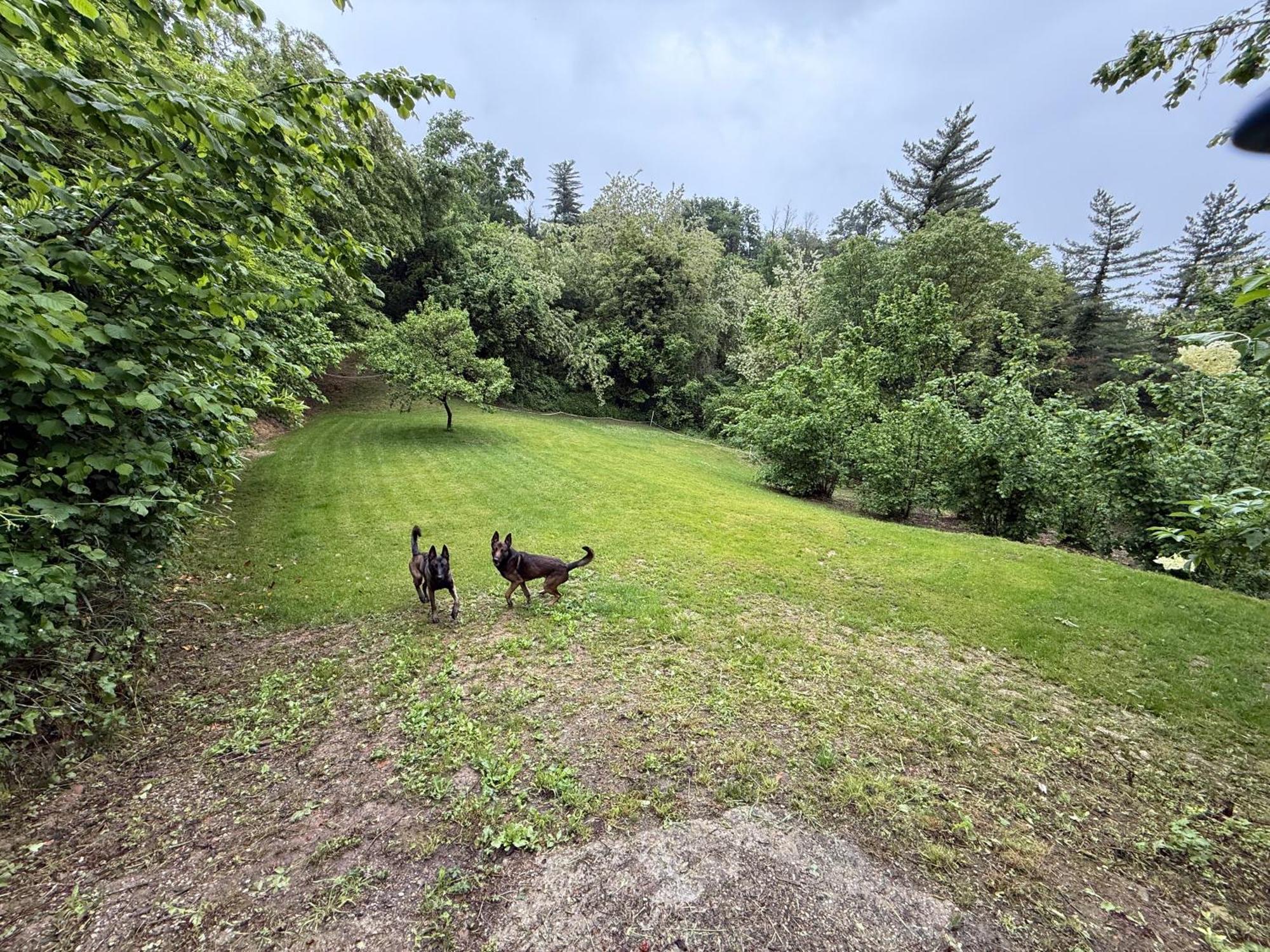 Bnb Dog And Friend Rocchetta Tanaro 外观 照片